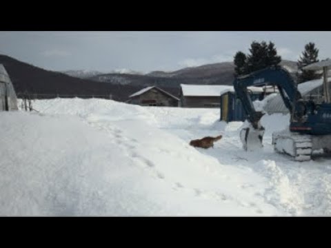 ミントの大冒険 がライブ配信中！ サムネイル