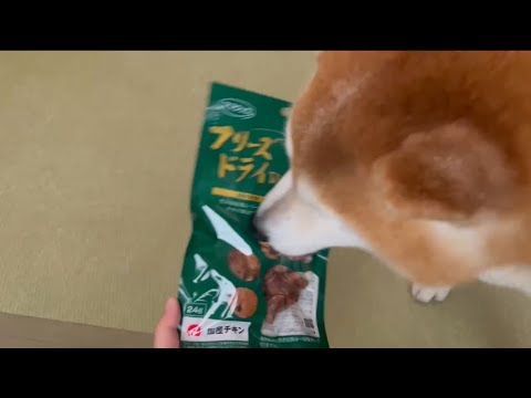 柴犬福 姉から大量のフリーズドライを献上される柴犬🤣Sister and Shiba Inu🤣 サムネイル