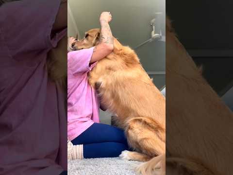 coming home to my golden retriever🥵 goldenretreiver dog ind…