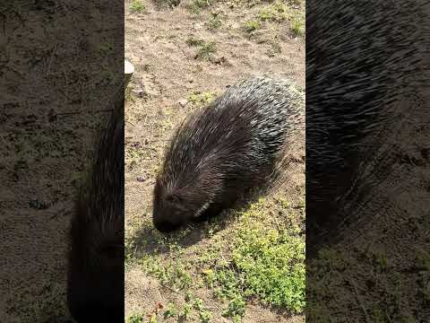 shorts タテガミヤマアラシ 大森山動物園 IMG 3985