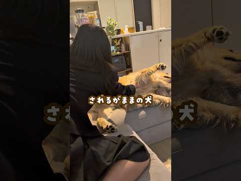されるがままの犬 ゴールデンレトリバー 大型犬のいる生活 goldenretreiver 大型犬と子供 サムネイル