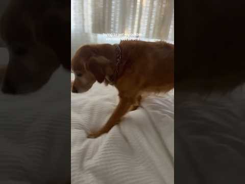 coming home to my golden retriever🥵goldenretreivers dog pup… サムネイル