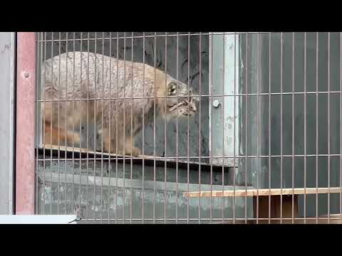 2頭でワチャワチャ☺️ マヌルネコのこども　東山動植物園にて　2025年12月13日 サムネイル