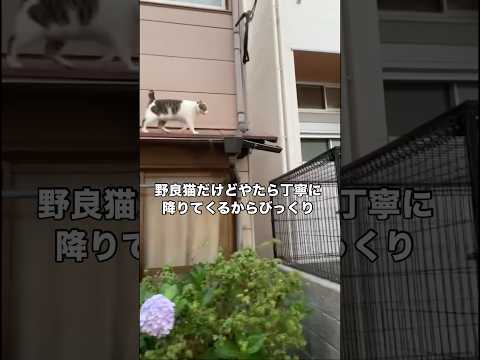 野良猫なのに降りてくるのやたら丁寧www 野良猫 地域猫 猫 shorts サムネイル