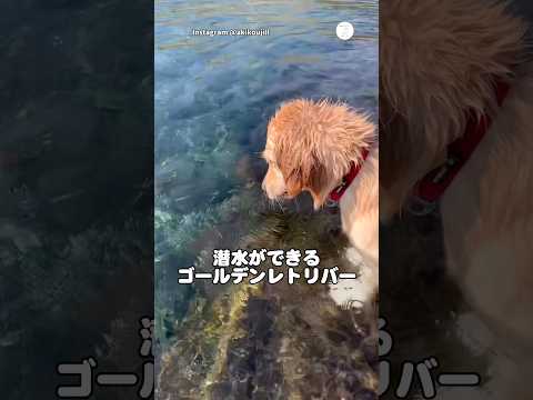 潜水が得意なゴールデンレトリバー　ゴールデンレトリバー 大型犬　犬　かわいい犬 犬のいる暮らし サムネイル
