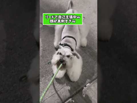 仕事で疲れた皆に贈る笑いと癒しのシュナウザー5選ww　シュナウザー 笑える 癒し シュナウザーとの日常 犬のいる暮らし… サムネイル