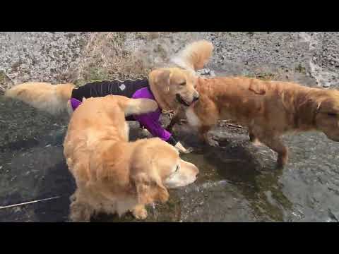 【3月28日に撮影】フクマル君とビスとイロハで仲良く散歩 サムネイル