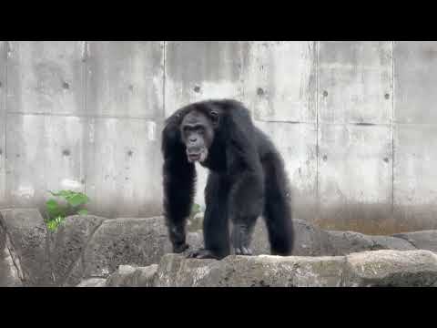 サンタくんとジージョちゃん☺️  チンパンジー　千葉市動物公園にて　2026年7月12日