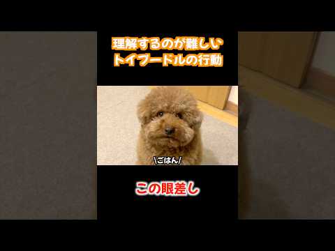 理解するのが難しいトイプードルの行動。 サムネイル