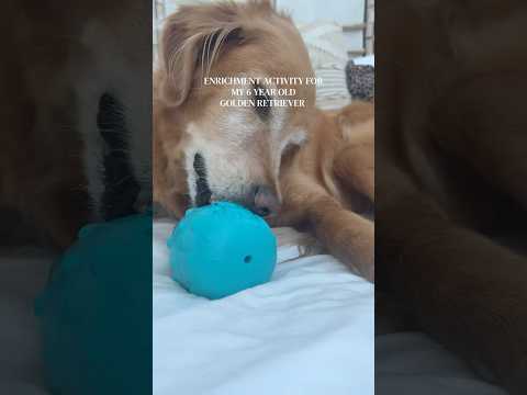 Bedazzling my goldenretriever🔥goldenretriever food ootd asm…
