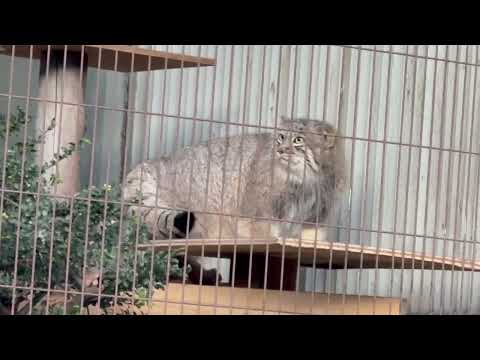 閉園時間前のこどもたち　マヌルネコ　東山動植物園にて　2025年12月12日 サムネイル