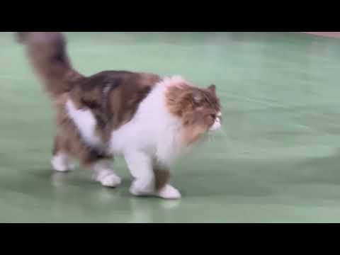 さぁ〜て午後のナツメくんは？　なかなか見れない猫によるショー ザ・キャッツ(午後)那須どうぶつ王国にて　2026年4月… サムネイル