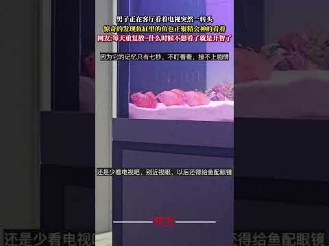 男子正在客廳看著電視突然一轉頭 驚奇的發現魚缸裡的魚也正聚精會神的看著 意外 有趣 萬萬沒想到 魚 amazing f… サムネイル
