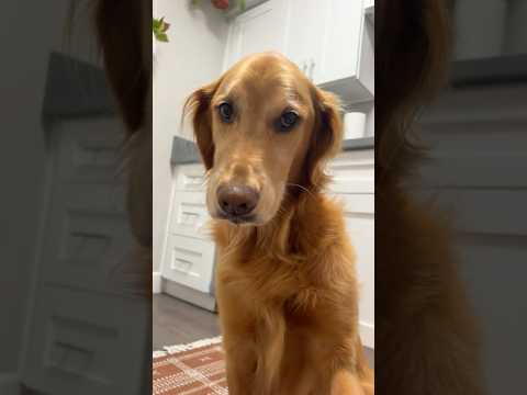 coming home to my golden retriever🥵 goldenretreiver dog ind… サムネイル