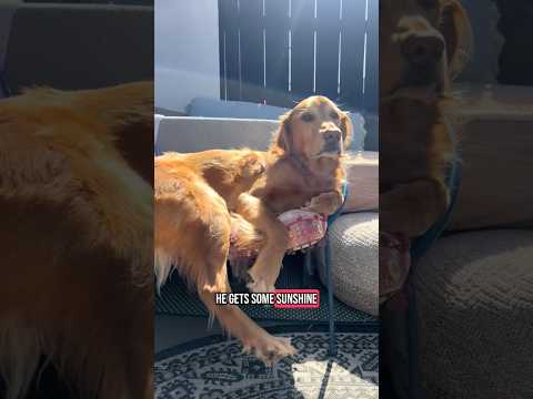 coming home to my golden retriever🥵 goldenretreiver dog ind… サムネイル