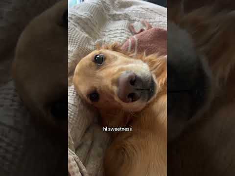coming home to my golden retriever❤️india retreiver dog pup… サムネイル