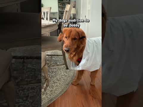 Would he play a good Dobby? サムネイル