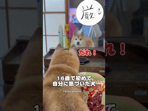 16歳の柴犬、初めて鏡の自分を見た瞬間‼️     柴犬　犬　面白い犬 犬のいる暮らし かわいい犬 サムネイル