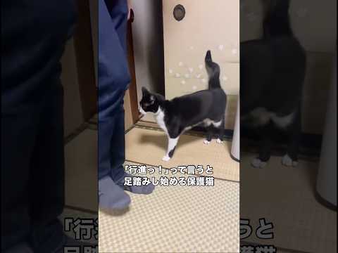 尻尾をビュンビュンしながら旦那の真似をして足踏みする保護猫 保護猫 ハチワレ 子猫 shorts サムネイル