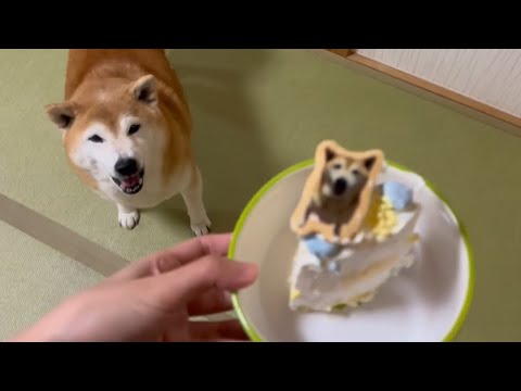柴犬福 姉の前でバースデーケーキを爆食する柴犬🤣Shiba-birthday cake🎂🤣 サムネイル