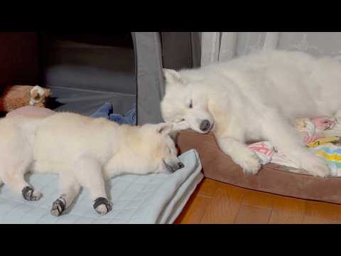 お出かけ後、遊び疲れて仲良く泥のように眠る柴犬とサモエドが最高に可愛すぎました。