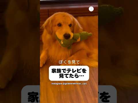 テレビの前で遊んでほしいアピールをする大型犬　　ゴールデンレトリバー　大型犬　犬　かわいい犬 犬のいる暮らし サムネイル