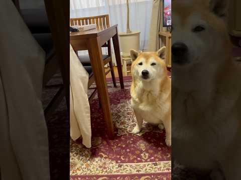 柴犬福 母に交渉する柴犬🤣Mother's boy🤣shorts 柴犬 japanesedog shibainu do… サムネイル