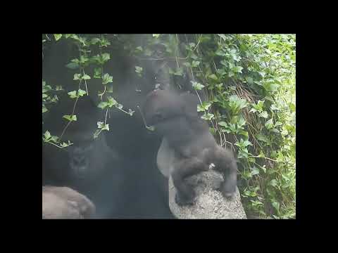 Gorilla D'jeeco 22y11m old dad & son Jabali 10m old. mom Ta… サムネイル