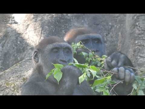 Gorilla D'jeeco family 早餐 覓食 樹枝吃樹皮樹葉/ Ringo幫 dad D'jeeco 理毛… サムネイル