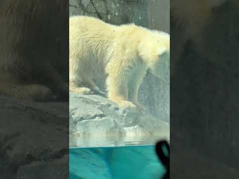 shorts 岩場をペロペロ モモ太くん　  ホッキョクグマの仔　秋田県男鹿水族館GAOにて2026年4月30日 サムネイル