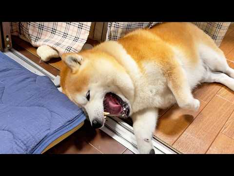 口をもちゃもちゃした後、毎回「プックン」って言う柴犬 サムネイル