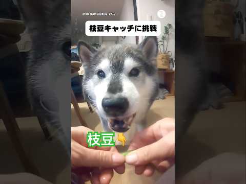 枝豆キャッチに挑戦する柴犬が面白い😂　　　　　柴犬　黒柴　面白い犬 柴犬のいる暮らし かわいい犬 サムネイル