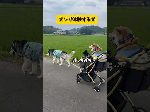 犬ゾリ体験する犬… 柴犬 シベリアンハスキー shortvideo