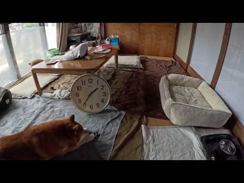 お留守番ココさん と 怪奇現象👻【タイムラプス】 サムネイル