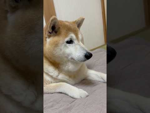 柴犬福 姉に坊部屋に侵入された挙句ディスられて真顔の柴犬🤣Sis and Shiba🤣姉と柴 shorts 柴犬 ja… サムネイル