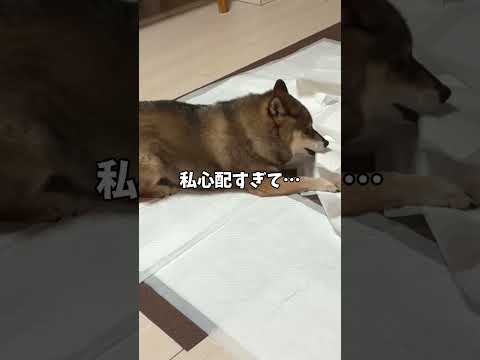大好きな飼い主を心配していたらなぜか返り討ちにあう柴犬