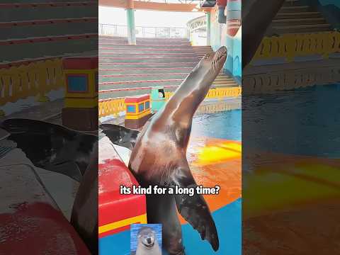 Why Aren’t Sea Lions Scared of Humans?animals lovestory sho… サムネイル