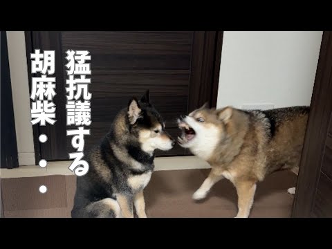柴犬を襲った悲劇・・・紅白歌合戦の余波は続く・・・？ サムネイル