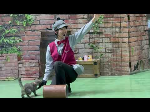 ラパちゃんの〜🤭　なかなか見れない猫によるショー ザ・キャッツ(午後)那須どうぶつ王国にて　2026年4月11日