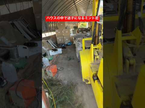 13歳ミント君、ハウスで迷子になる