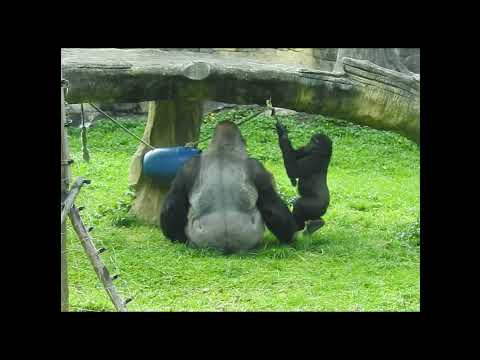 gorilla D'jeeco 27y6m old. dad & son Ringo 4y11m old. short…