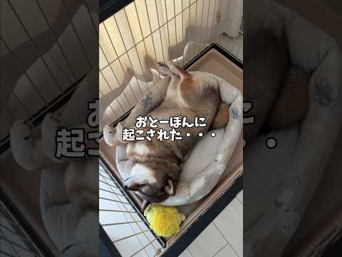 夢から覚めた怒りの柴犬🐕 サムネイル