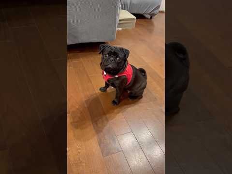 パグのおねだり大作成🐶 dog パグ doggie 柴犬 shibainu pets cutedog pug おねだり… サムネイル
