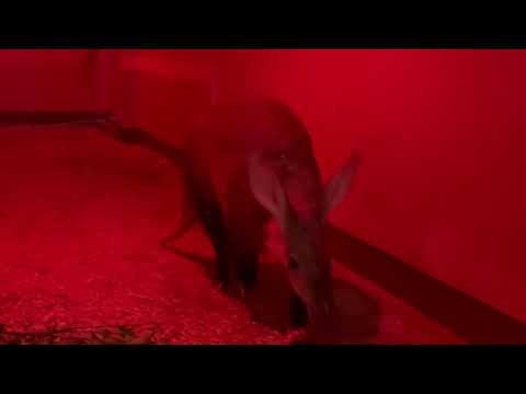 2頭のツチブタさん　上野動物園にて　2026年2月6日 サムネイル