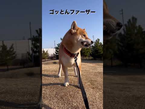キマってるぜ　柴犬　柴犬とん サムネイル