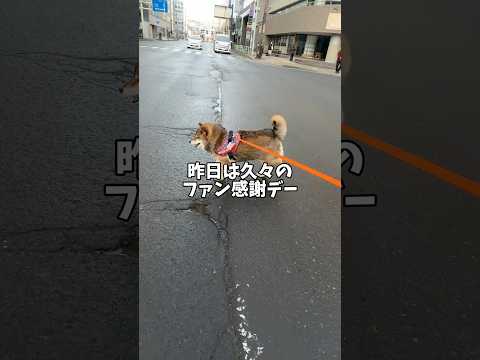 フォロワーさんに言われたひと言で柴犬は… サムネイル