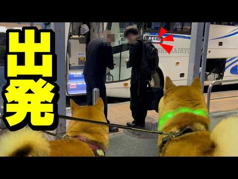 同居も束の間、再び兄ちゃんが出て行く事に…寂しそうに見送る柴犬姉妹 サムネイル