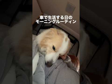 犬と車中泊した日のモーニングルーティン...!!【ボーダーコリー・ゴールデンレトリバー】shorts サムネイル