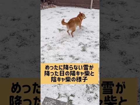 真逆過ぎる柴犬兄弟。 柴犬 サムネイル