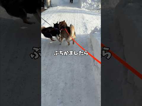 道で目があったら終わりな柴犬🐕 サムネイル